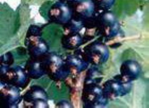 Black Currant    Anthocyanin